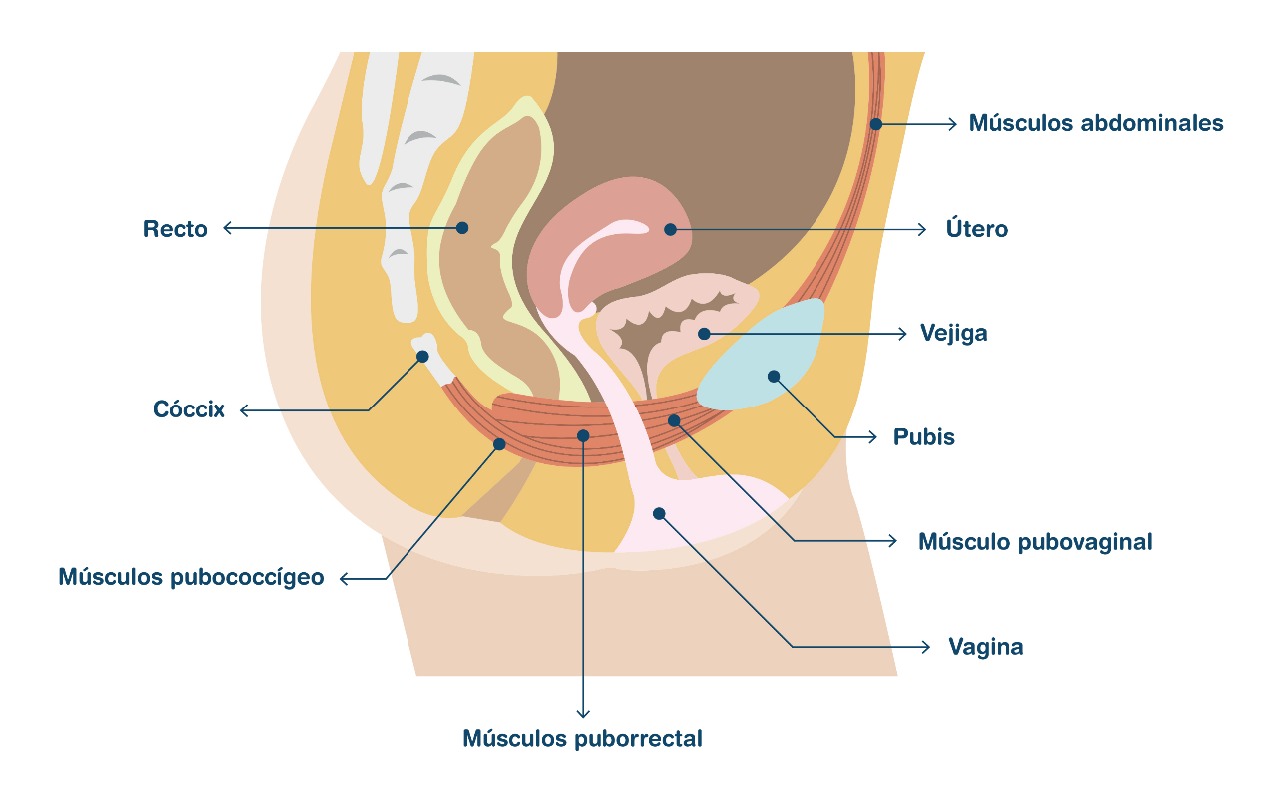 suelo pelvico mujer